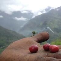 kopi-oksibil-papua-yang-mengoda-selera