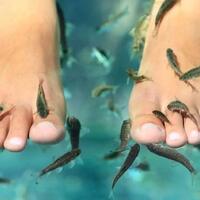 fish-foot-spa-bisa-sebabkan-hiv-dan-hepatitis-apa-iya