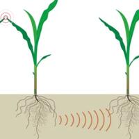 tumbuhan-ternyata-dapat-saling-berkomunikasi-menggunakan-akar