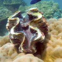 5-hewan-tertua-di-dunia-ini-harus-mati-di-tangan-manusia