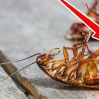 tau-kecoak-terbang-jangan-bunuh-hingga-isi-perutnya-keluar-bisa-fatal