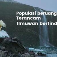 coc-gl-polar-bear-di-ambang-kepunahan-ilmuwan-pun-bertindak