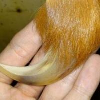 besi-kursani-hingga-taring-raja-babi-5-jimat-paling-dicari-di-indonesia