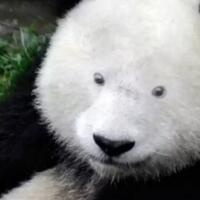 12-ekor-panda-kehilangan-lingkaran-hitam-pada-mata
