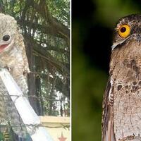 burung-potoo-yang-unik-dan-setia-sama-pasangannya