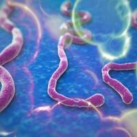 virus-ebola-dan-penyebarannya