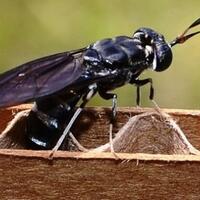 coc-gl-kenalan-sama-black-soldier-fly-bsf-hewan-kecil-solusi-limbah-organik