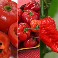 5-cabai-terpedas-di-dunia-lidahmu-pasti-terbakar-setelah-memakannya