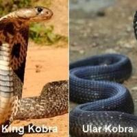 perbedaan-ular-kobra-dengan-king-kobra
