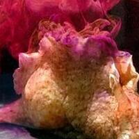 transplantasi-memori-berhasil-dilakukan-pada-hewan-siput