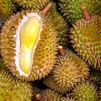 belum-makan-durian-kalau-belum-makan-durian-tigalingga