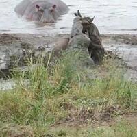 lihat-aksi-heroik-kudanil-ini-saat-menyelamatkan-wildbeast-dari-santapan-buaya-gan