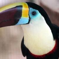 teori-baru-mengenai-mengapa-burung-tak-bergigi