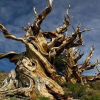 pinus-heldreich-pohon-tertua-di-pedalaman-eropa-berusia-1230-tahun