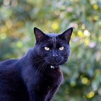 mitos-dan-kebenaran-apabila-menabrak-kucing-menurut-ajaran-islam