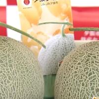 taukah-kamu-buah-melon-termahal-di-jepang-laku-29000-dolar