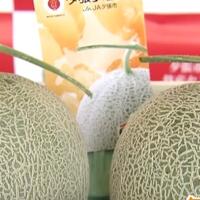 taukah-kamu-buah-melon-termahal-di-jepang-laku-29000-dolar