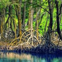 coc-gl-mari-mengenal-hutan-mangrove