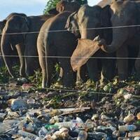 nasib-gajah-di-srilanka-yang-mengenaskan