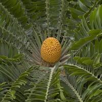 pohon-juga-bisa-jones---encephalartos-woodii