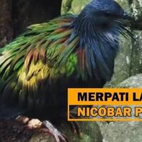 burung-merpati-nicobar-pigeon-yang-kini-menjadi-langka