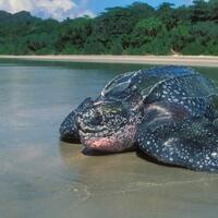 leatherback-turtle-kura-kura-yang-bermulut-sangat-mengerikan