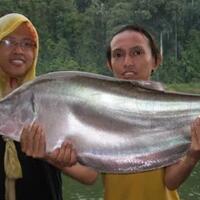 ikan-belida-dari-ikan-konsumsi-menjadi-ikan-hias