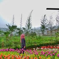 beberapa-tempat-romantis-di-banyumas-menurut-ane