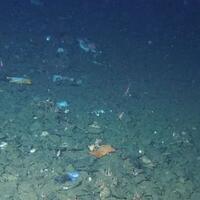 sampah-plastik-ditemukan-di-palung-mariana-titik-terdalam-di-bumi