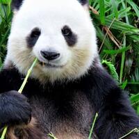 meski-makanannya-bambu-panda-digolongkan-sebagai-hewan-karnivora-kok-bisa