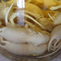 baru-dilihat-saja-minuman-ekstrim-dari-bayi-binatang-ini-bisa-bikin-mual