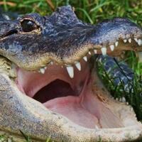 5-perbedaan-yang-nyata-antara-alligator-vs-crocodile