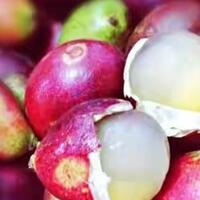 buah-buahan-yang-jarang-ada-di-jual-pada-zaman-now