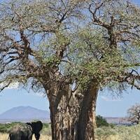 pohon-baobab-tertua-di-afrika-sedang-sekarat-akibat-perubahan-iklim