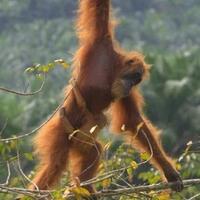 puan-si-orangutan-tertua-di-dunia-asal-sumatra-yang-meninggal-di-australia