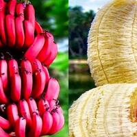 pisang-genderuwo