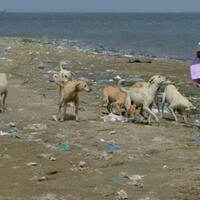 kisah-nelayan-pakistan-memberi-makan-anjing-anjing-terlantar
