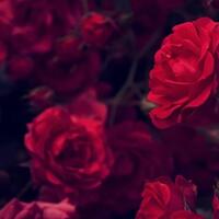 cantik-cantik-beracun-ini-4-bunga-yang-punya-kemampuan-membunuh