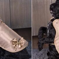 doggy-armour-jaket-berlapis-emas-dan-berlian-seharga-18m-buat-anjing