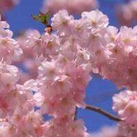 musim-semi-di-jepang-lihat-sakura-dimana