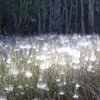 ratusan-laba-laba-membangun-tenda-di-cagar-alam-australia