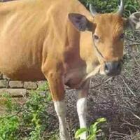 kisah-percakapan-ayam-dan-sapi-antara-lelucon-dan-pesan-moral