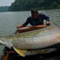 fakta-fakta-tentang-arapaima-sang-predator-sungai-di-indonesia
