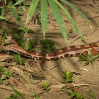 hewan-memasuki-pemukiman-mungkin-ini-pertanda