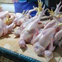 kenapa-harga-telur-dan-daging-ayam-mahal