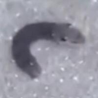 ulat-bulu-punya-kepala-mirip-tikus-kok-bisa