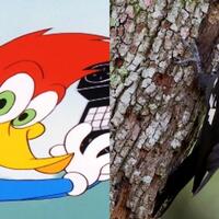 ini-penampakan-asli-karakter-kartun-hewan-di-tv-gan