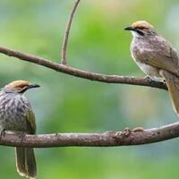 burung-kicau-termahal-di-indonesia