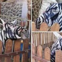 kebun-binatang-ini-viral-setelah-keledai--palsu--diklaim-adalah-zebra