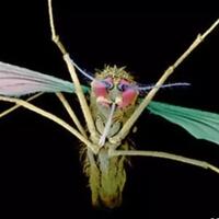 obat-malaria-baru-yang-lebih-ampuh-berhasil-ditemukan